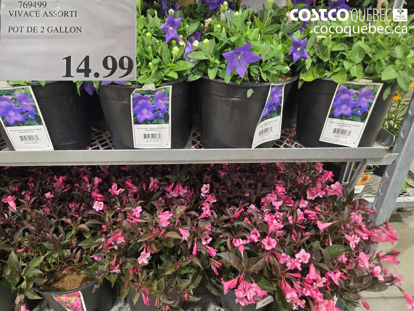 769499 VIVACE ASSORTI POT DE 2 GALLON $14.99