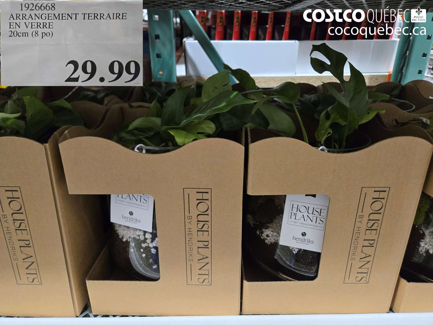1926668 ARRANGEMENT TERRAIRE EN VERRE 20CM (8 PO) $29.99