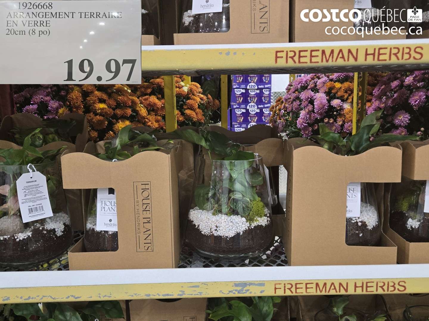 1926668 ARRANGEMENT TERRAIRE EN VERRE 20CM (8 PO) $19.97