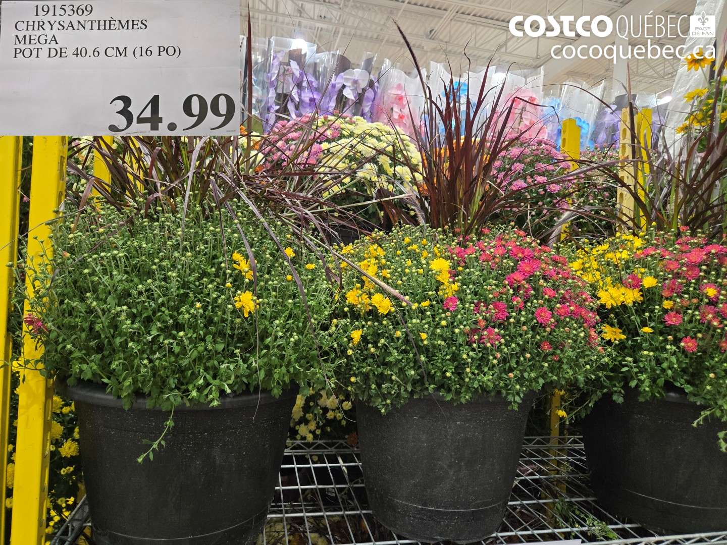 1915369 CHRYSANTHÈMES MEGA POT DE 40.6 CM (16 PO) $34.99