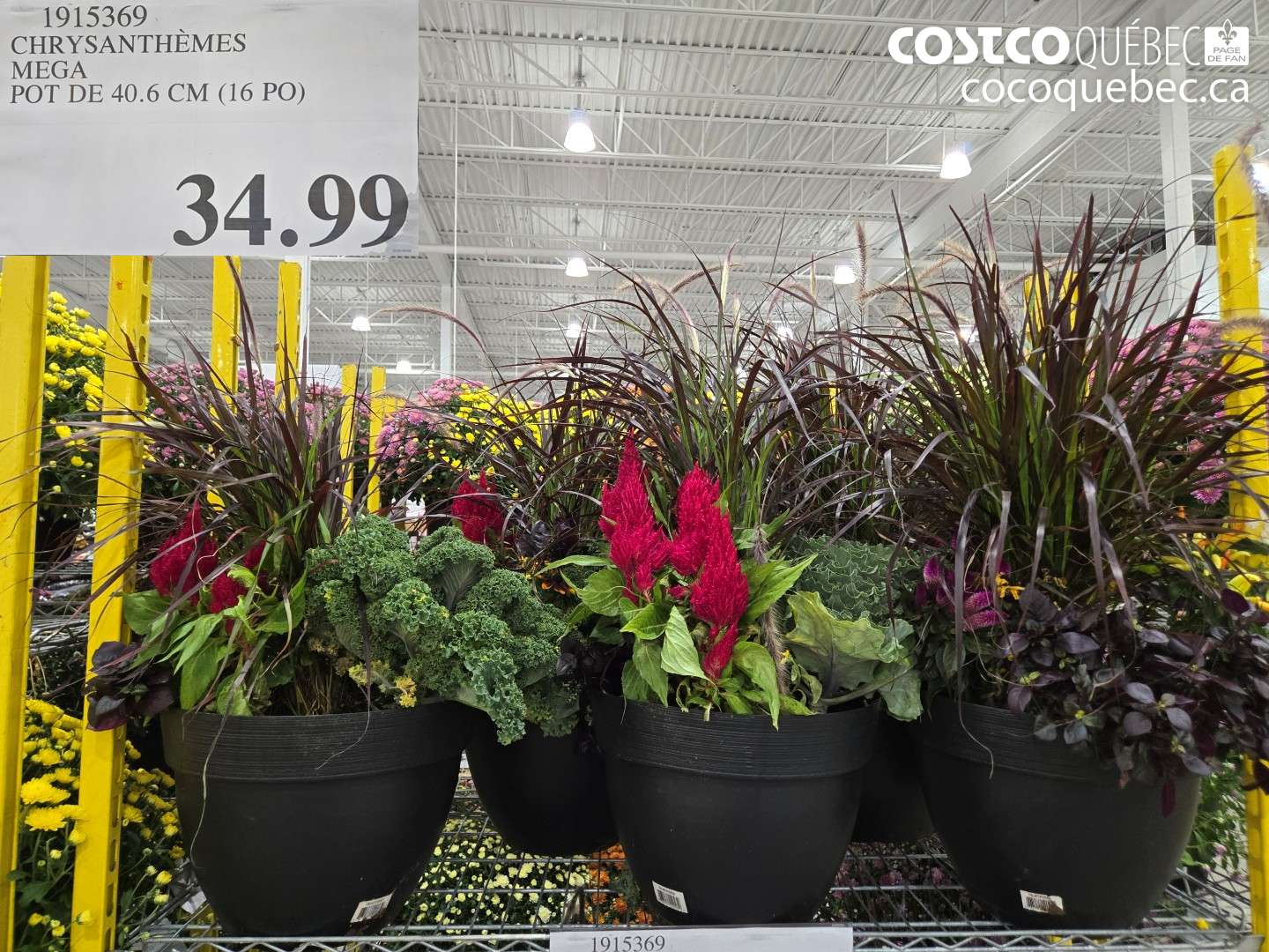 1915369 CHRYSANTHÈMES MEGA POT DE 40.6 CM (16 PO) $34.99