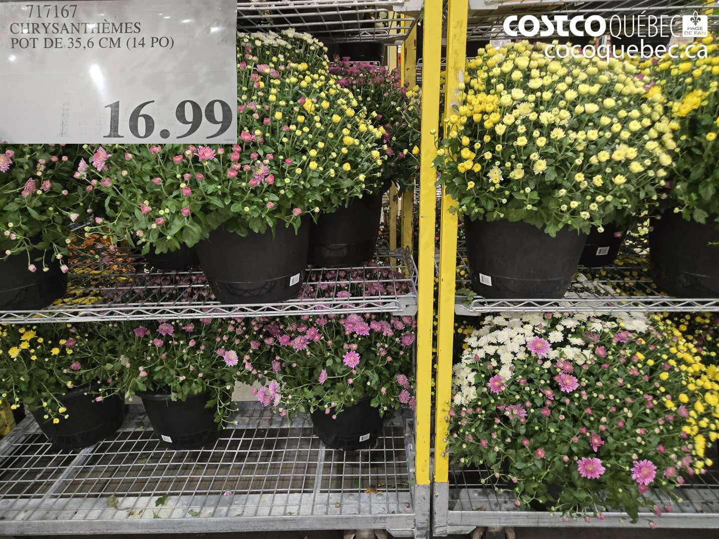 717167 CHRYSANTHÈMES POT DE 35.6 CM (14 PO) $16.99