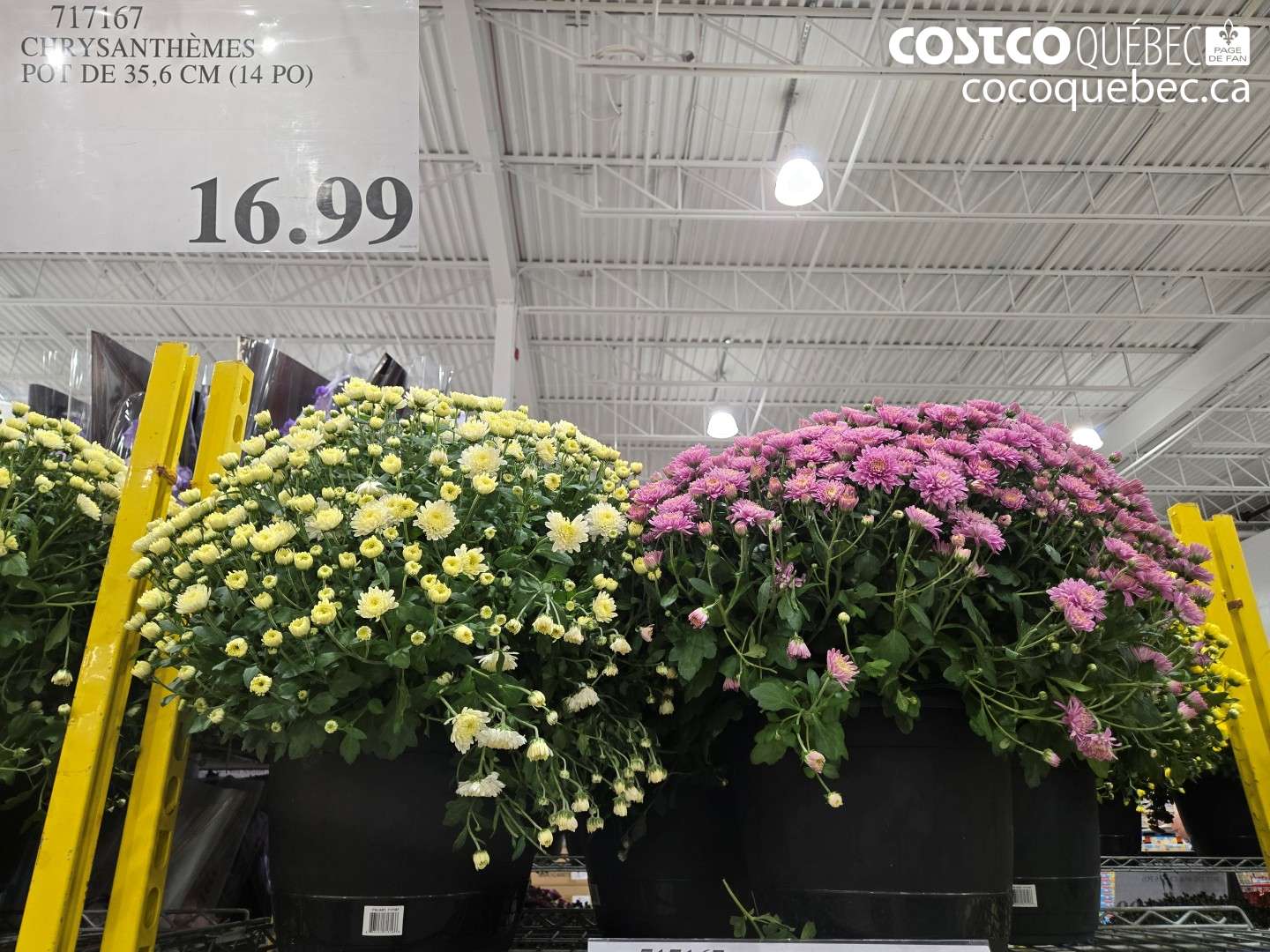 717167 CHRYSANTHÈMES POT DE 35.6 CM (14 PO) $16.99