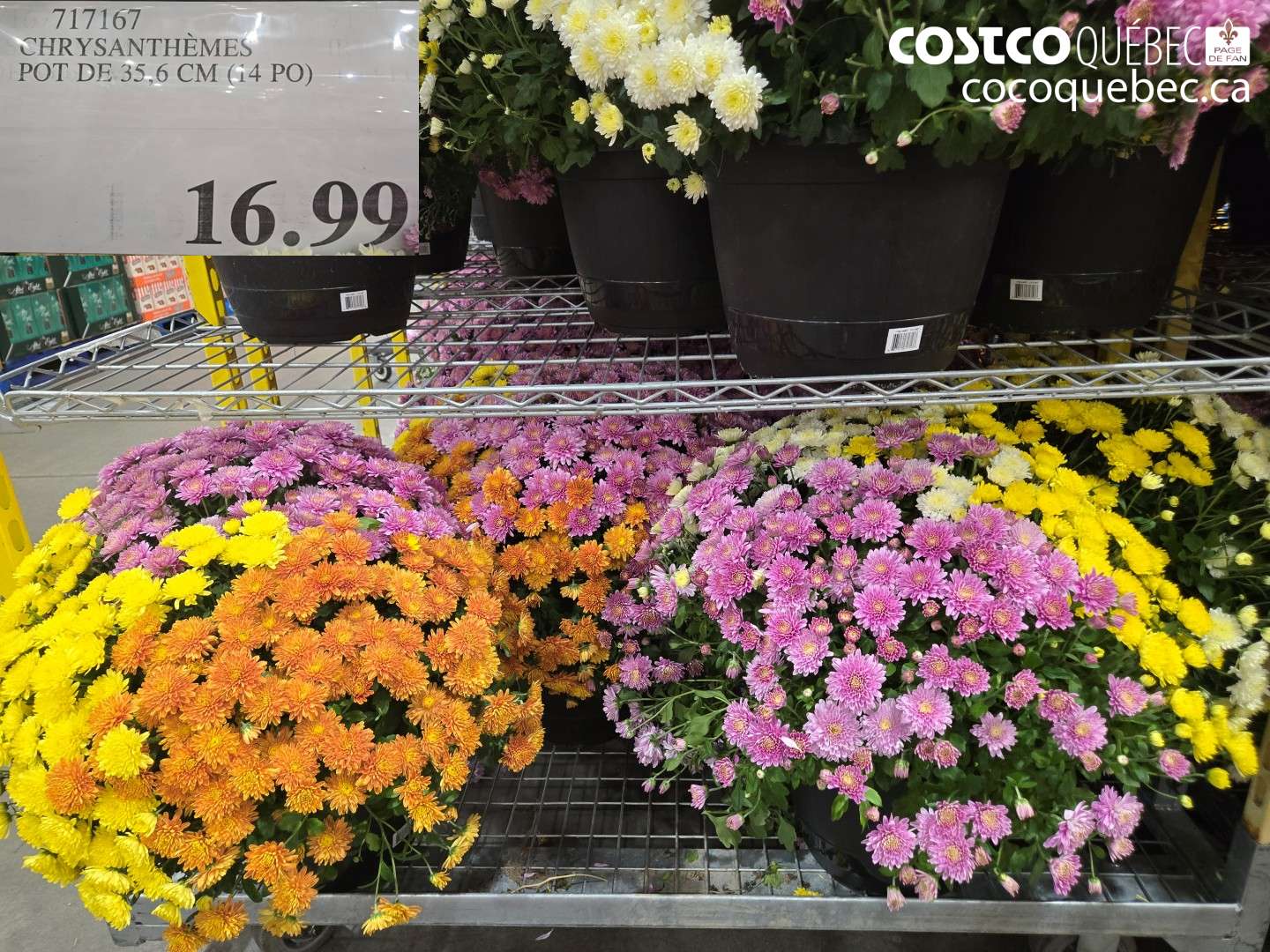 717167 CHRYSANTHÈMES POT DE 35.6 CM (14 PO) $16.99