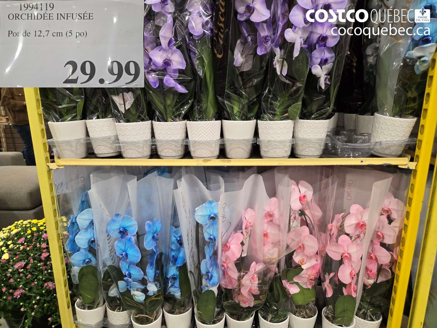 1994119 ORCHIDÉE INFUSÉE $29.99