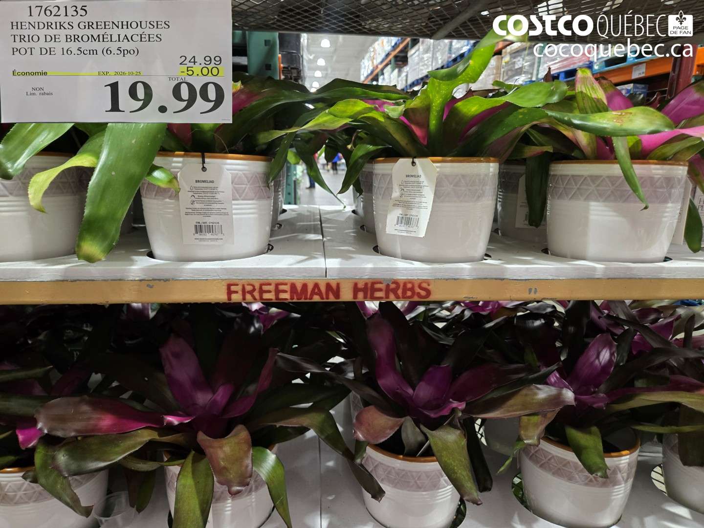 1762135 HENDRIKS GREENHOUSES TRIO DE BROMÉLIACÉES POT DE 16.5CM (6.5PO) ($5.00 INSTANT SAVINGS EXPIRES ON 2026-10-25) $19.99