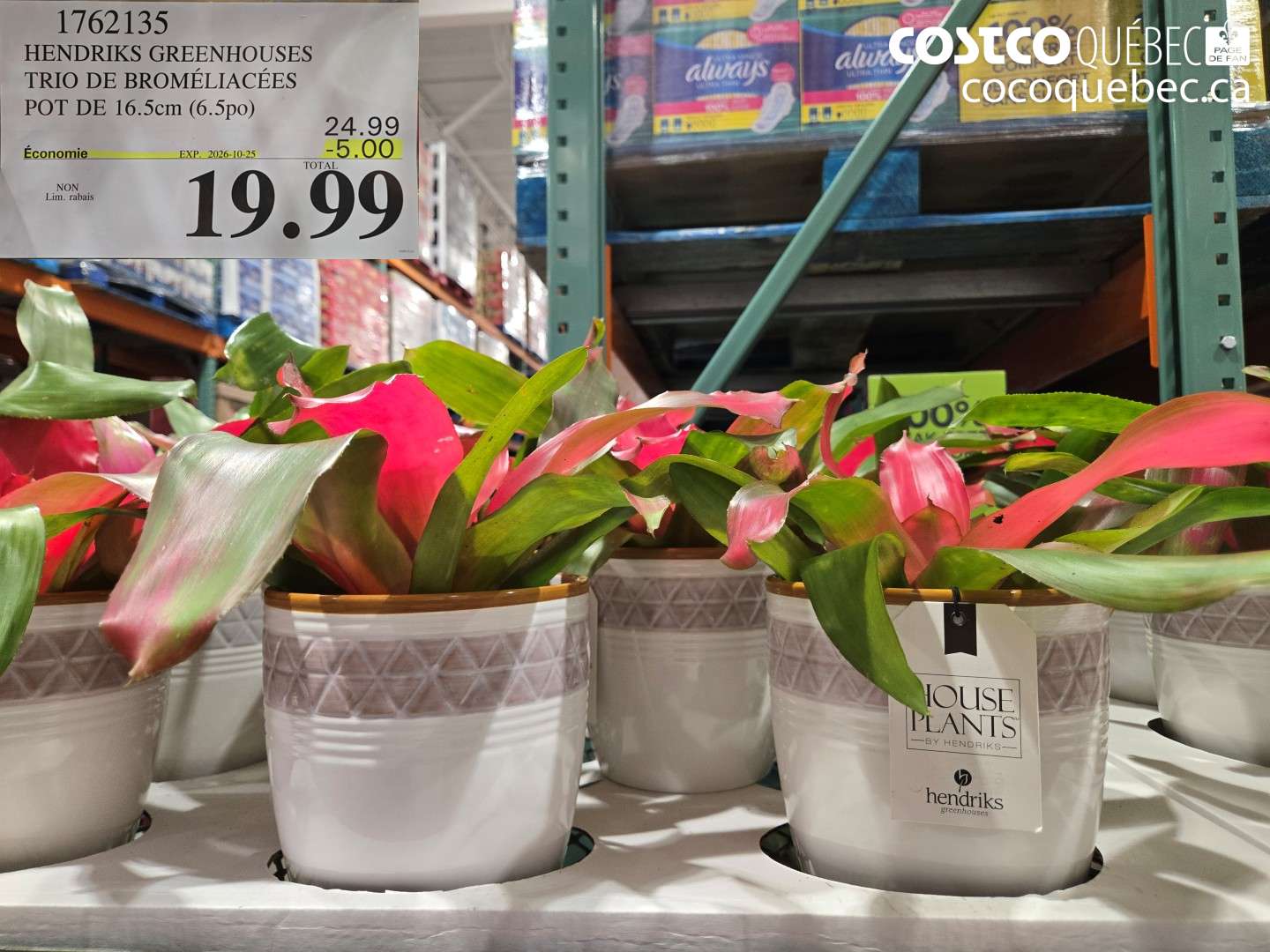 1762135 HENDRIKS GREENHOUSES TRIO DE BROMÉLIACÉES POT DE 16.5CM (6.5PO) ($5.00 INSTANT SAVINGS EXPIRES ON 2026-10-25) $19.99