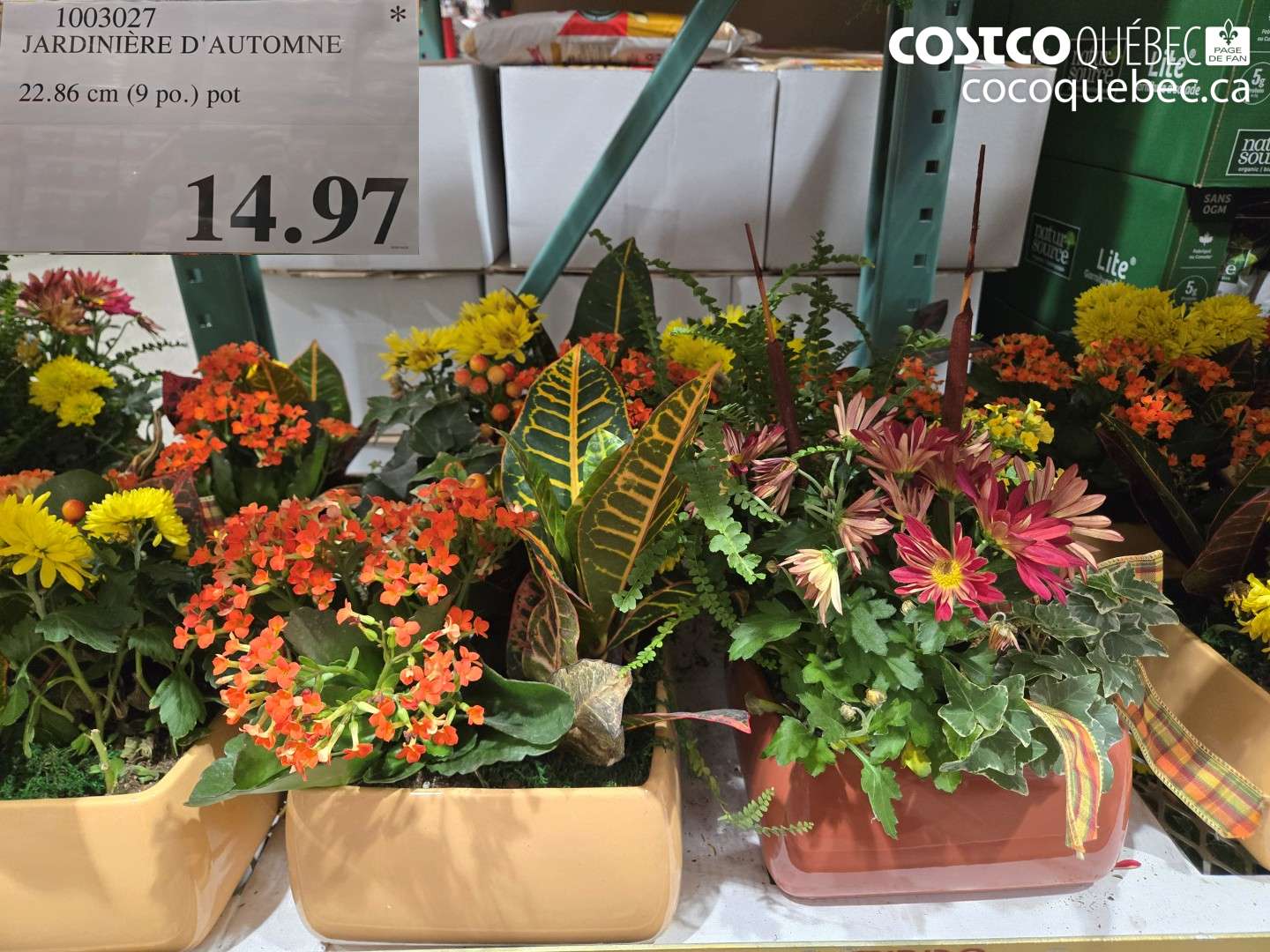 1003027 JARDINIÈRE D'AUTOMNE $14.97