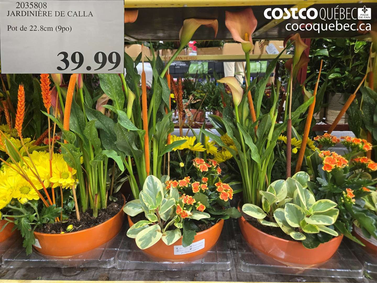 2035808 JARDINIÈRE DE CALLA $39.99
