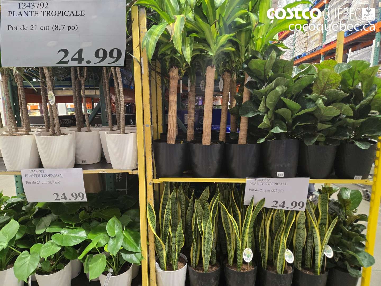 1243792 PLANTE TROPICALE $24.99