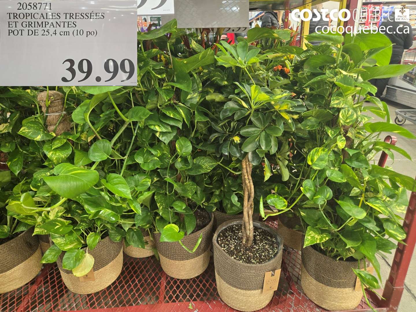 2058771 TROPICALES TRESSÉES ET GRIMPANTES POT DE 25.4 CM (10 PO) $39.99